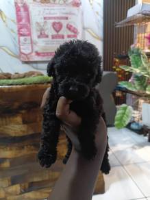 Tiny poodle