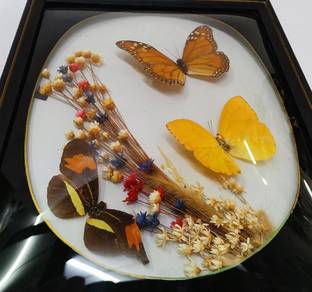 vintage 70s pressed butterfly and dried flower fra