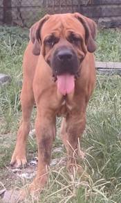 Boerboel for stud
