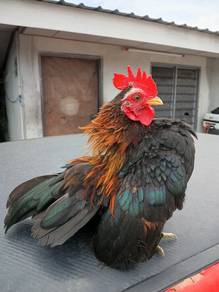 ayam serama