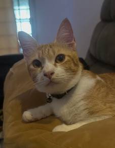 Free Cat