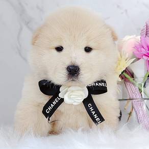 Chow Chow