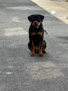 Rottweiler
