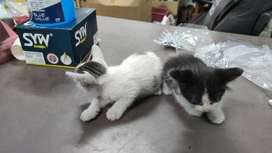 kucing