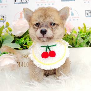 Shiba Inu
