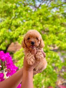 cavapoo puppy..