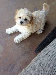 GSS_7s88 Maltipoo Maltese x Poodle puppies