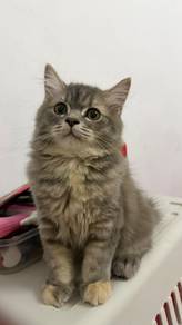 Kucing parsi