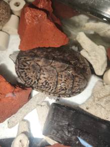 common musk turtle