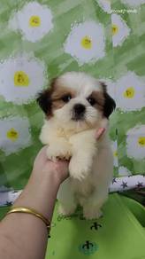 shih tzhu 