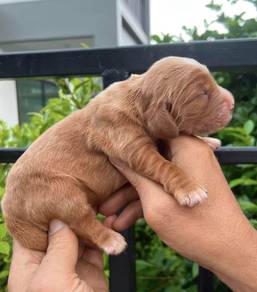 ENGLISH COCKER SPANIEL PUPPIES C153🌻 Male