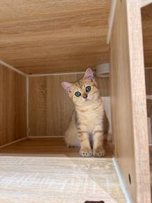 golden shaded British short hair kitten cat kucing