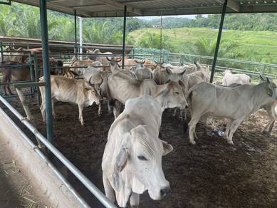 lembu