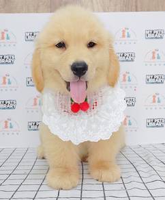 Golden Retriever