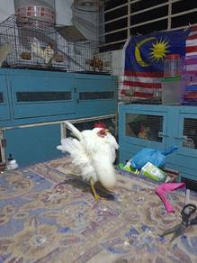 AYAM SERAMA bermknat boleh terus watsap..