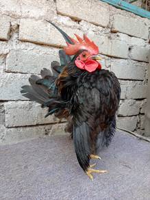 Ayam serama