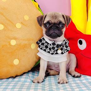 Pug