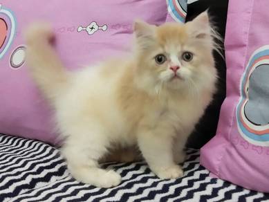 Adorable Persian Kitten – Bicolor