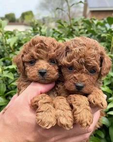 poodle f