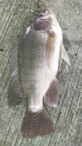 Talapia segar