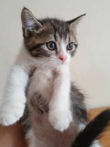 male kitten