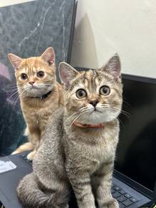 Kucing BSH