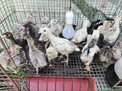 Anak ayam Belanda 