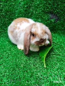 Arnab Hollandlop Hl