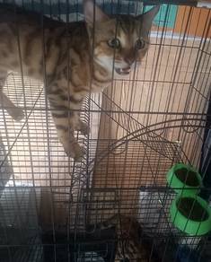 Bengal