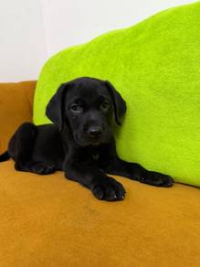 Labrador black