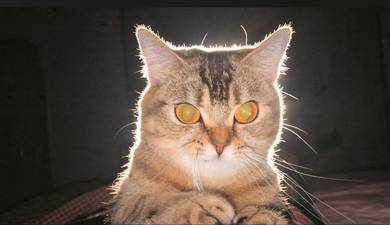 British shorthair