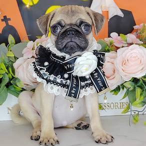 Pug