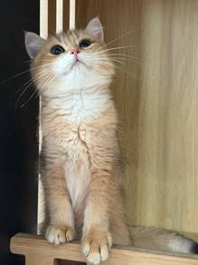 bsh golden ny11