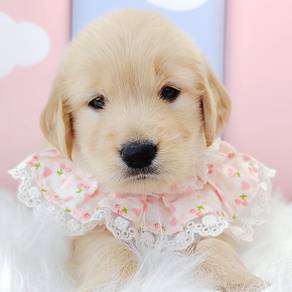 GOLDEN Retriever