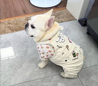 French Bulldog