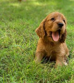 Cocker's Spaniel 03