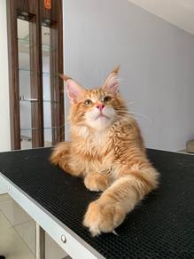 Maincoon red tabby