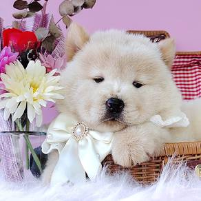 Chow Chow