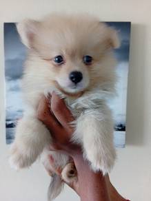 Tiny Pomeranian 