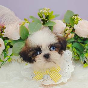 Shih Tzu