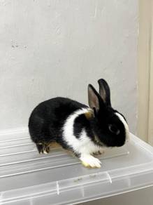 Cute & Healthy Rabbits / Arnab Comel 