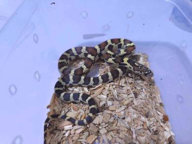 super jungle corn snake rare