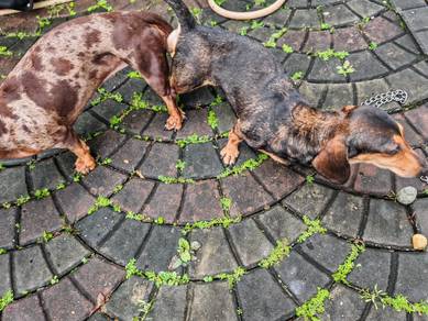 dachshund l