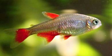 Aquarium Fish Tank 18 Liters