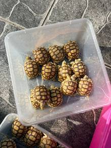 Sulcata 