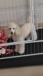 Toy Poodle 4KG