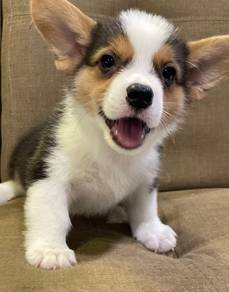 C115 柯基犬 CORGI PUPPIES 🌻 fluffy Boy