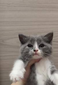 Bsh Kitten Mix