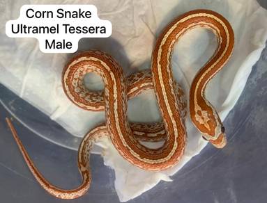 Corn Snake
