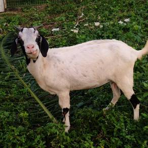 Kambing Betina